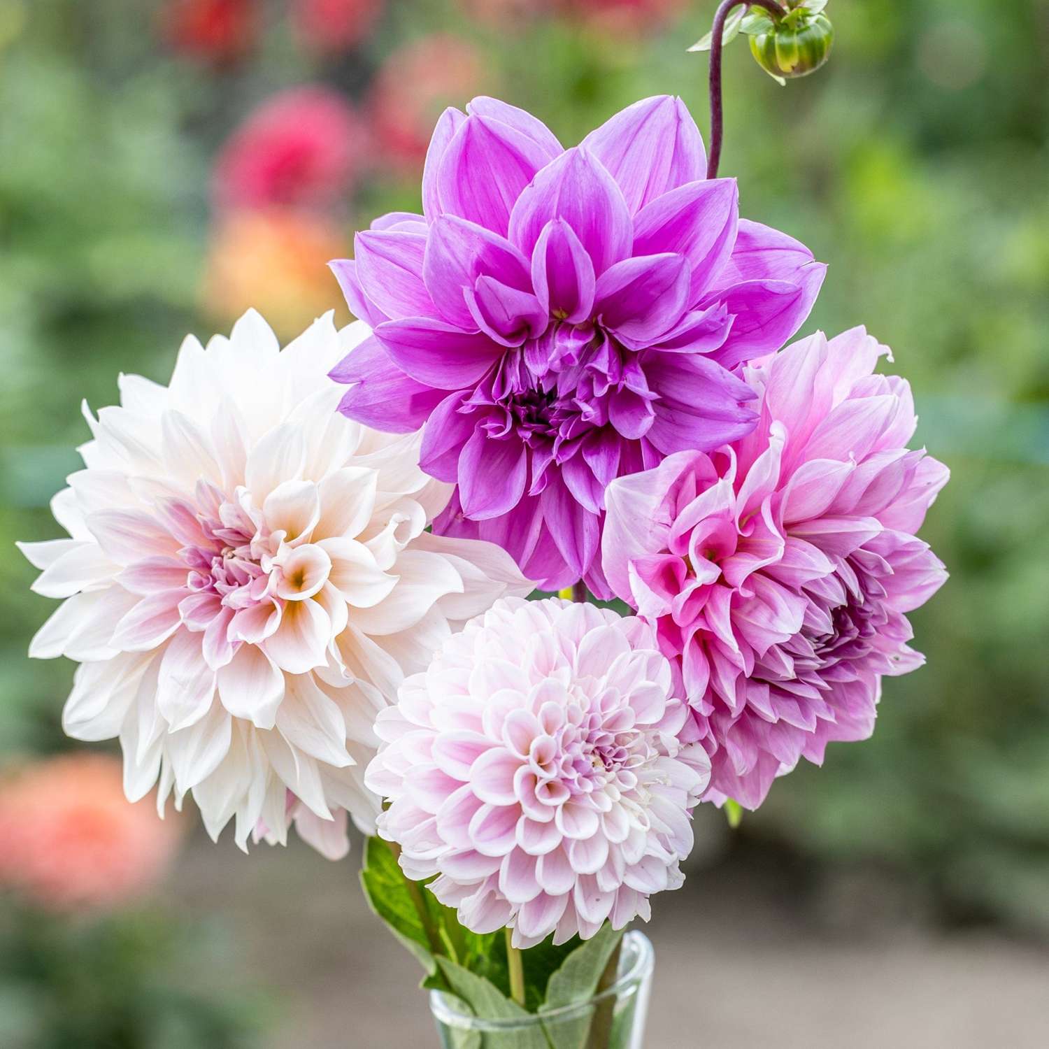 Daaliamix 'Lilac Latte'